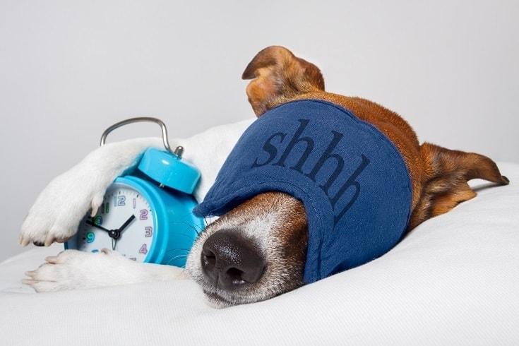 Dog Alarm Clock_shutterstock_Javier Brosch