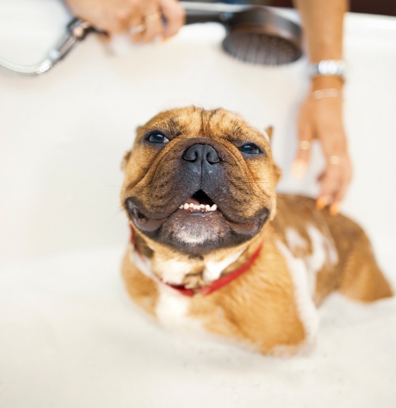 Dog Bath Shampoo