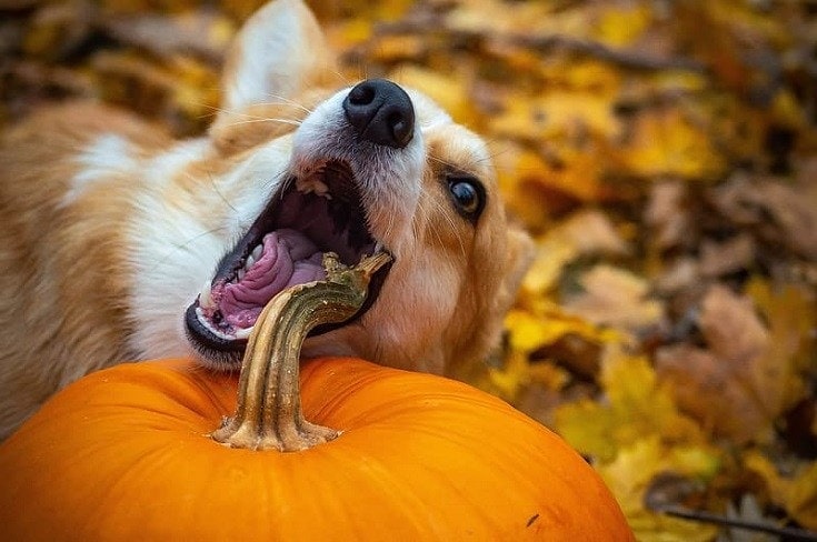 Dog Biting Pumpkin