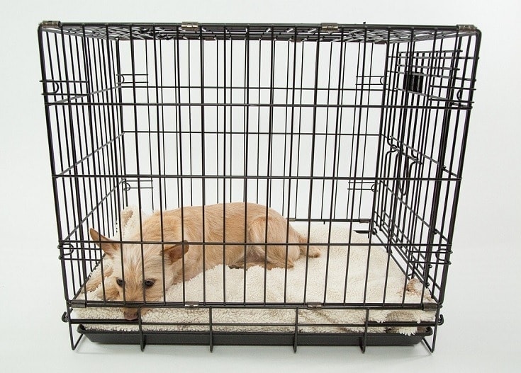 Dog Brown in Crate