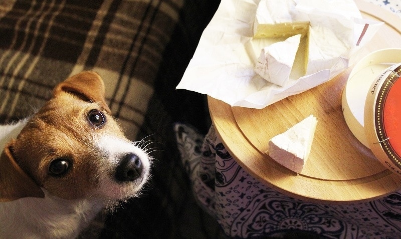 Chó đợi miếng pho mát