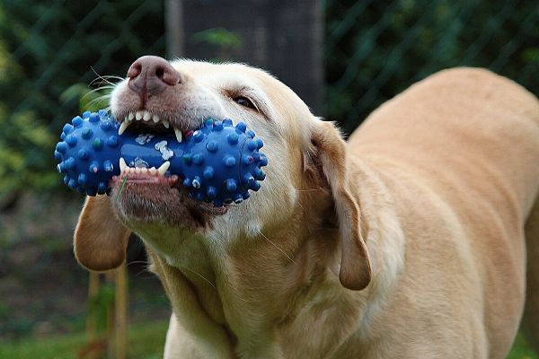 chews for aggressive chewers