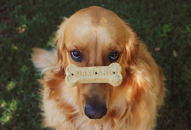 Dog Cookie Bone
