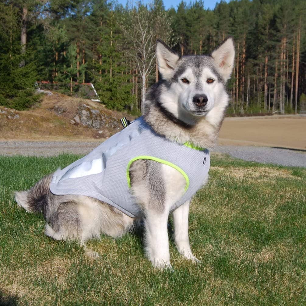 a dog cooling vest