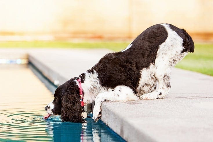 Dog Drinking Pool Water_shutterstock_Susan Schmitz