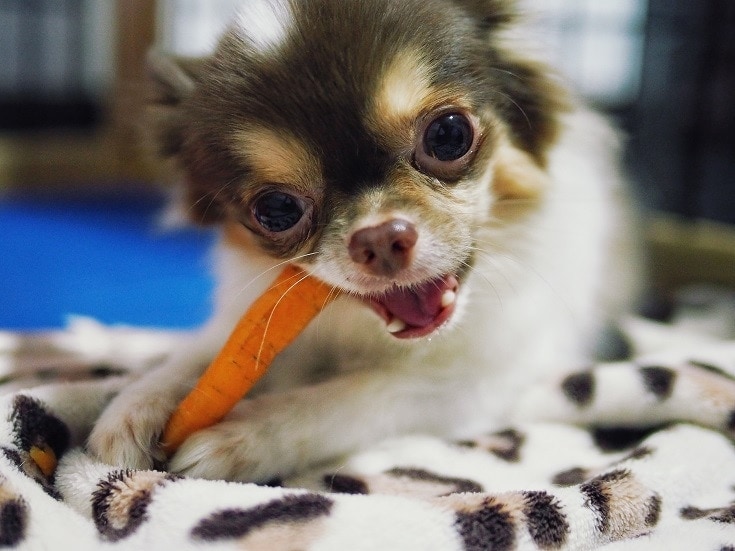 Dog Eating Carrots