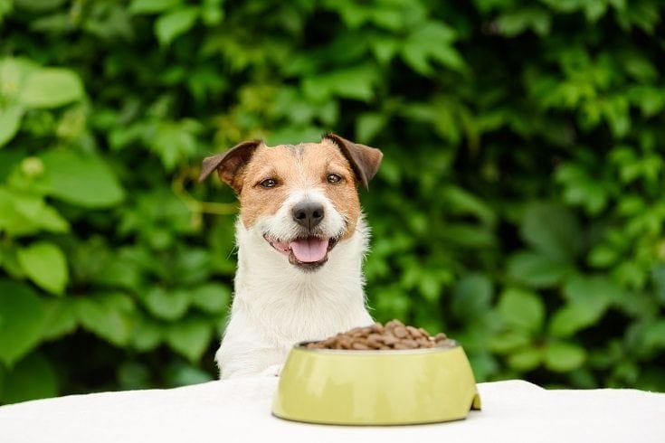 A Dog Eating Kibble