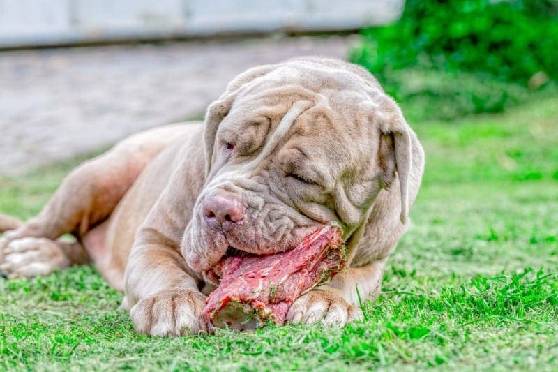 Dog Eating Steak
