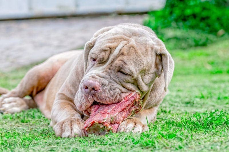 Are Dogs Omnivores or Carnivores? Here's What Science Says | Hepper Are Dogs Omnivores or Carnivores? Here's What Science Says | Hepper