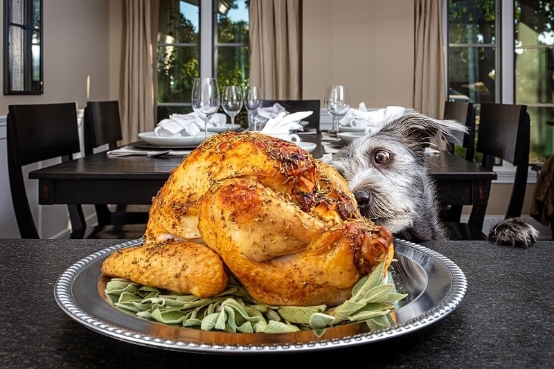 Dog Eating Turkey_shutterstock_Susan Schmitz