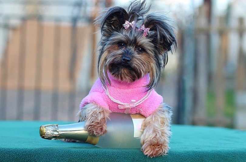Dog Fashion Designer