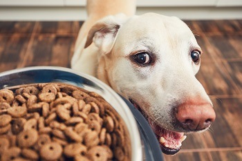 Dog Food for Dog Ears