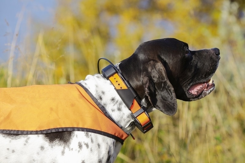 Dog GPS_shutterstock_Jelena Safronova