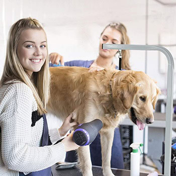extra large dog grooming table