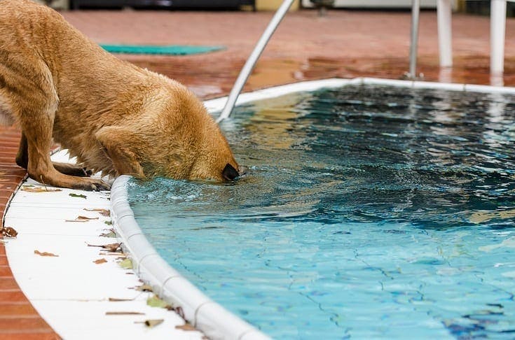 Pool water shop dogs drinking