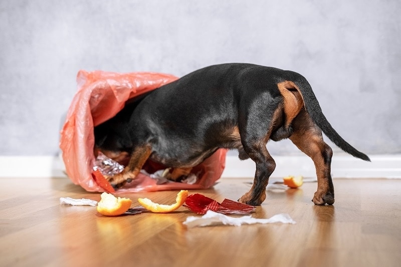 Dog Head in Trash_shutterstock_ Masarik