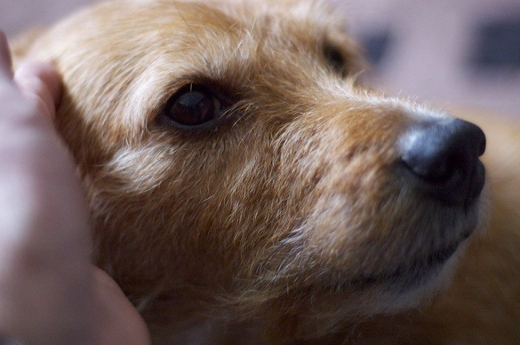 Dog Not Feeling Well