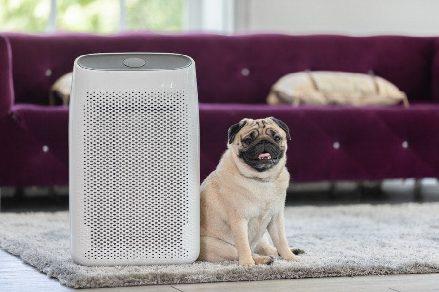 Does your pet need an air purifier? - The Good Guys