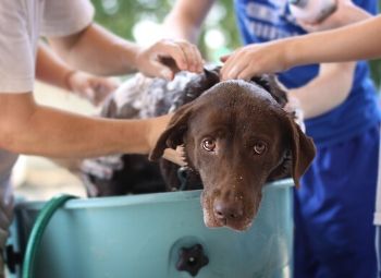 Dog Shampoo