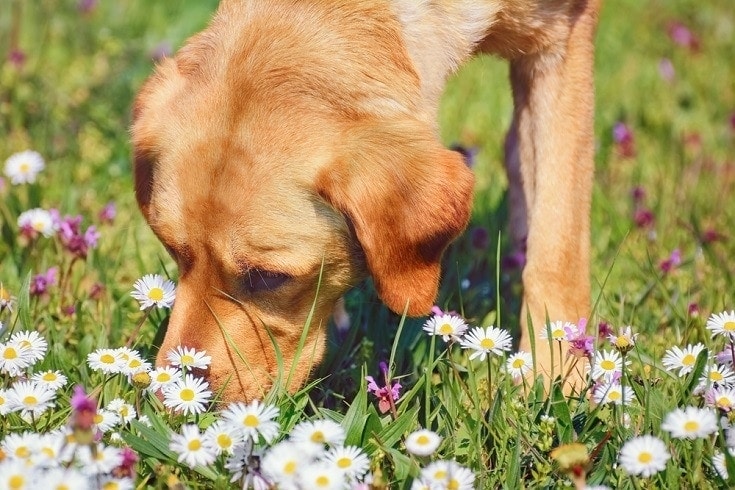 Dog Sniffing Chamomiles FLowers