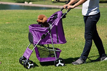 A dog stroller