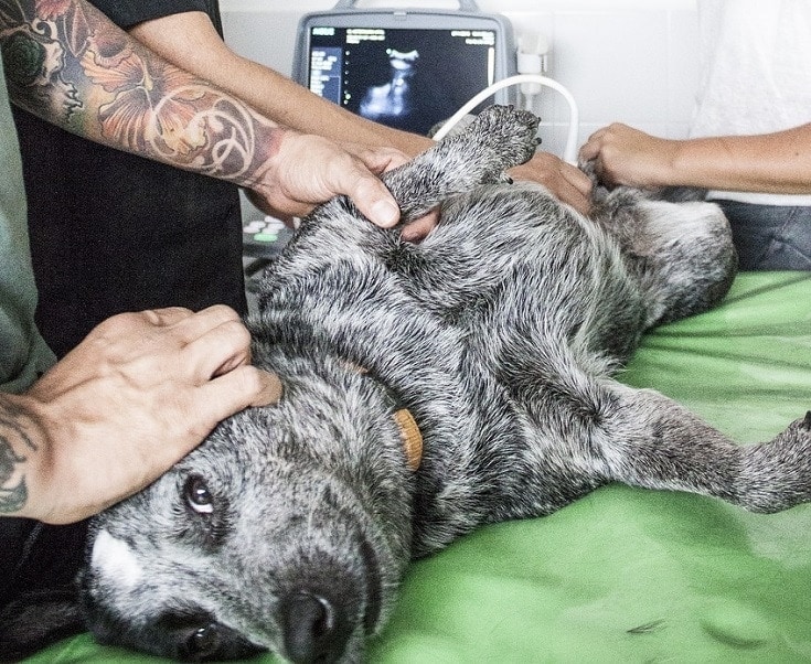 Dog Surgery