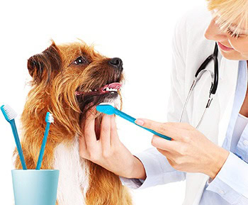 A woman brushing a dog's teeth