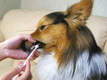 Dog Toothbrush-Mind Up-Amazon