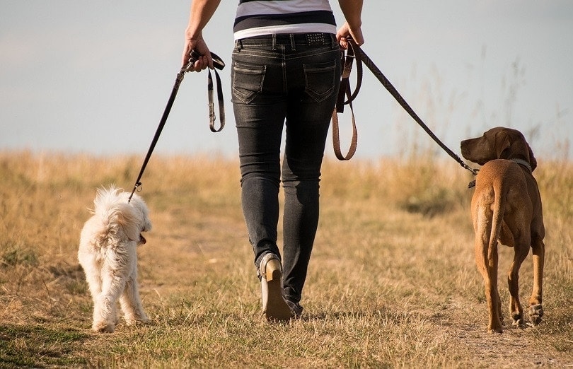 how do i get clients for my dog walking business