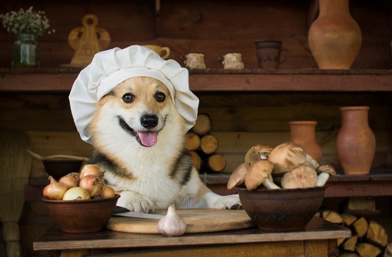 Dog Welsh Corgi prepares mushrooms for dinner with onion_veronika 7833_shutterstock