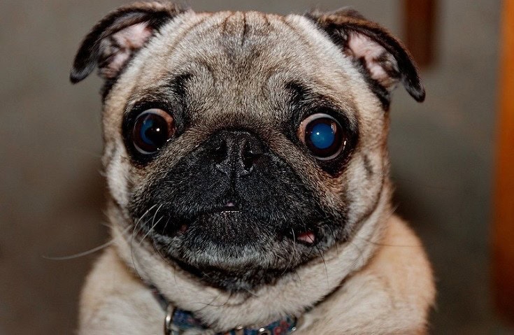 Dog Worried