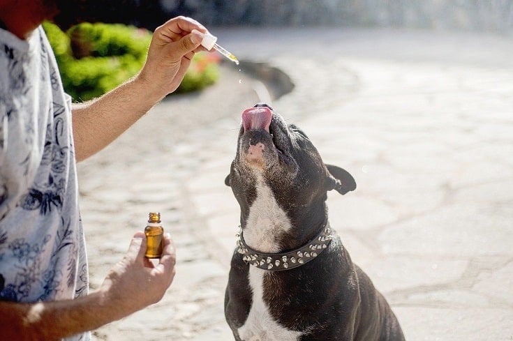 owner giving his dog cbd from a dropper