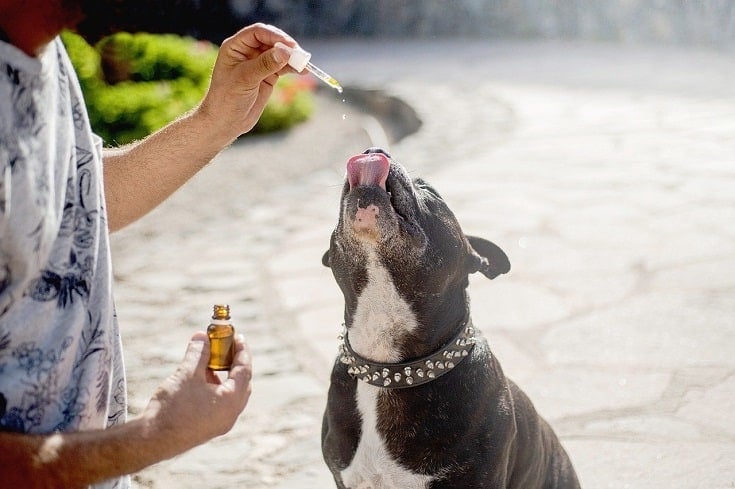 Dog and CBD