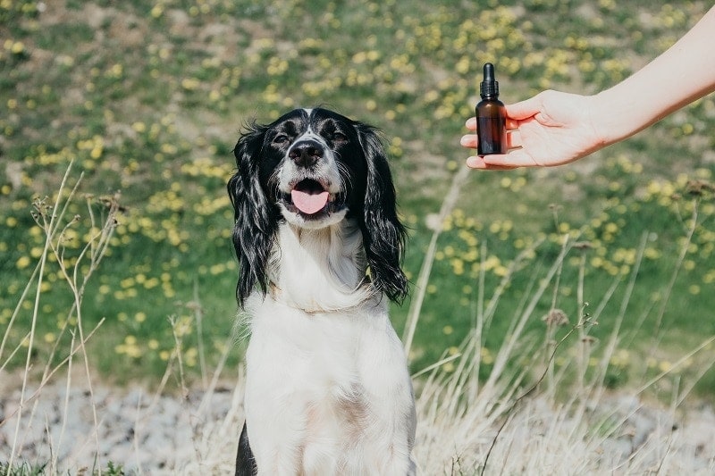 Dog and Essential Oil_shutterstock_Te9l