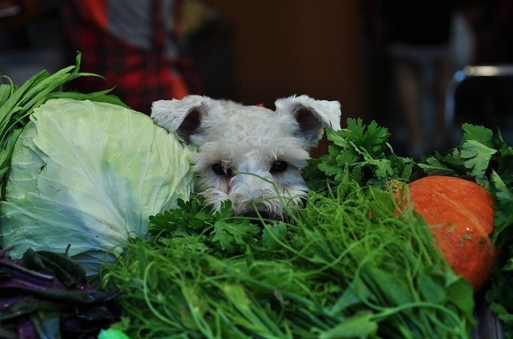 dog lying in vegetables