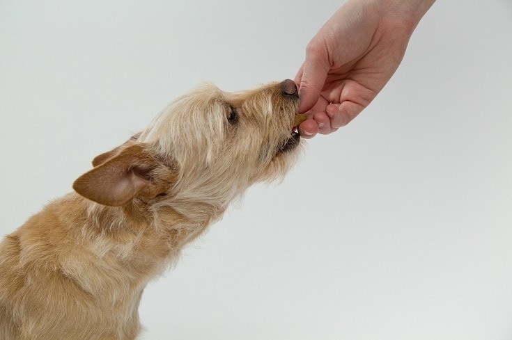 are graham crackers bad for dogs