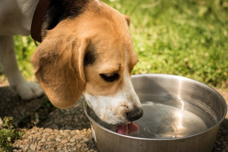 Dogs drinking sales cold water