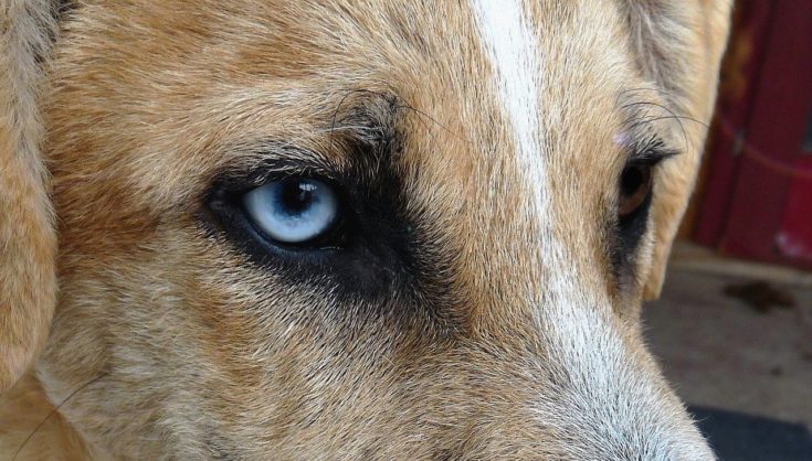 Dog eyes