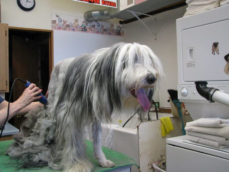 Dog grooming