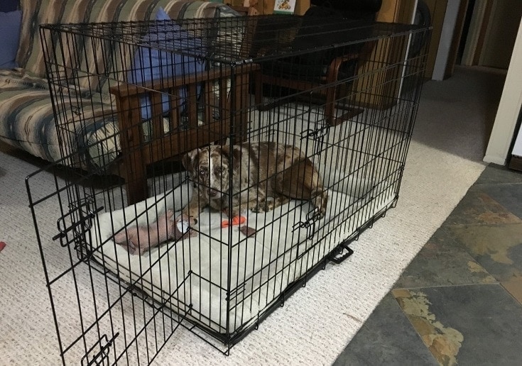 Dog in a big Crate