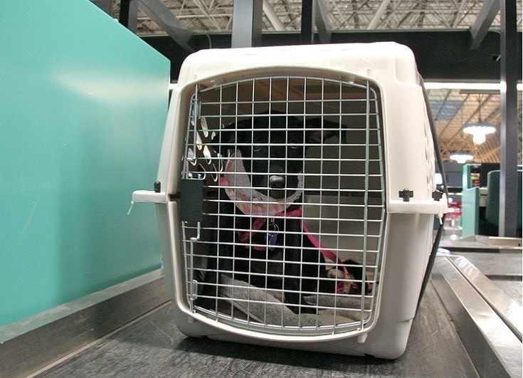 Dog in cargo crate