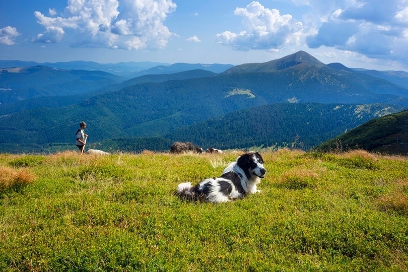 Dog in high-altitude field in Poland