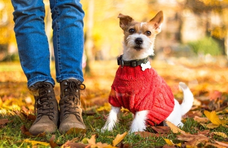 dog in red coat