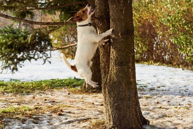 Dog-jumping-on-tree-chasing-squirrel__alexei_tm_shutterstock