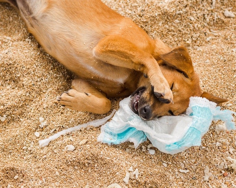 Dog laying on diaper Beach clean planet_anastasiya kargapolova_shutterstock