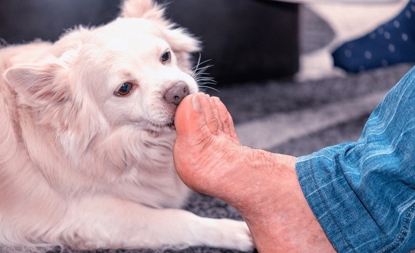 why do dogs lick your feet all the time
