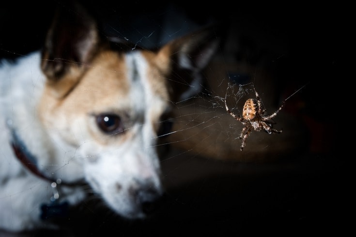 Dog looking at a spider