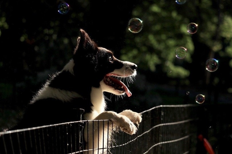 Dog on a fence