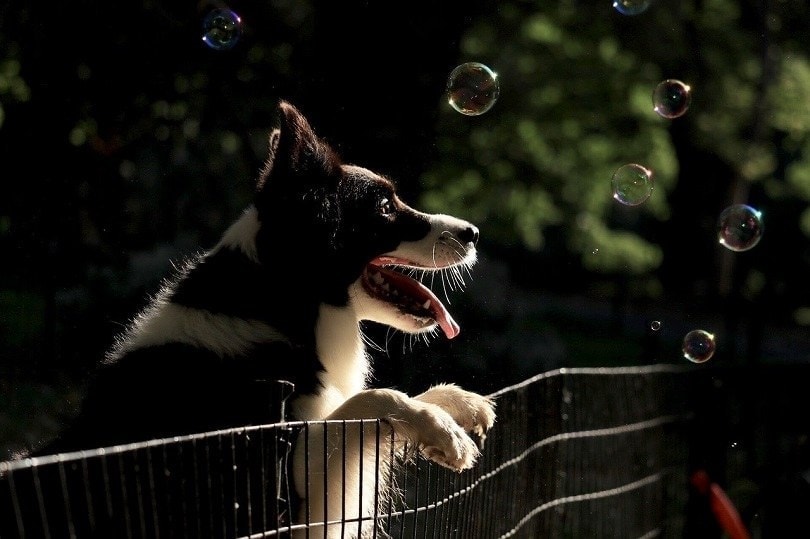 Dog on a fence looking at bubbles