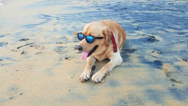 Dog on beach with sunglasses